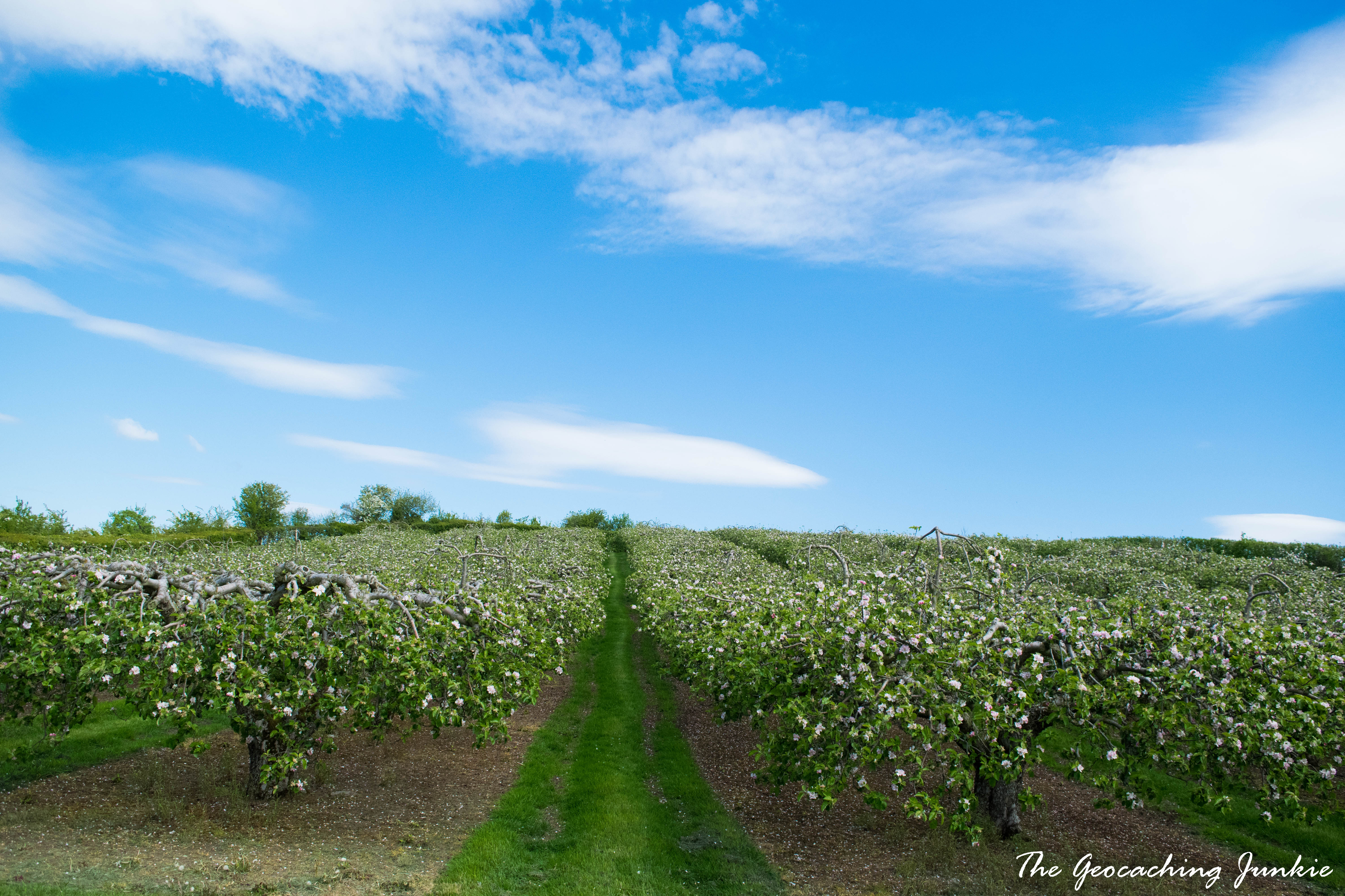 Armagh apple blossoms-6